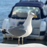 物語の中の「おひとり様」の食卓に学ぶ。映画『バベットの晩餐会』と『かもめ食堂』が教えてくれる食と心の豊かさ